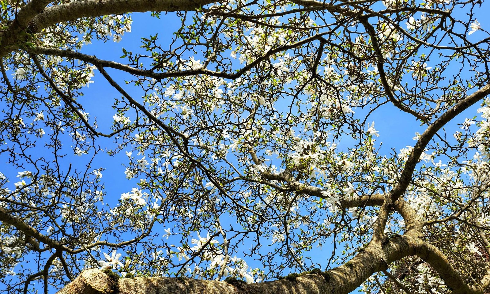 Magnolija Dižstendē Magnolia stellata